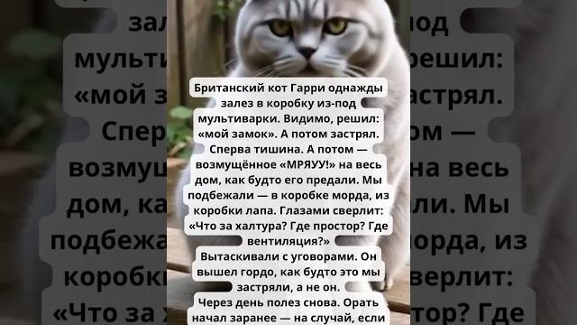 Душевная история. Кот залез в коробку  Душевная история. Кот залез в коробку 