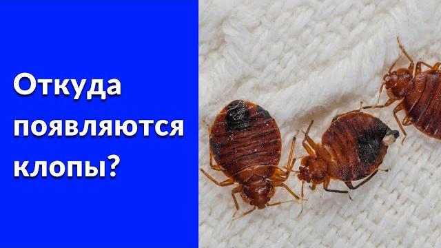 Откуда появляются клопы в квартире Откуда появляются клопы в квартире