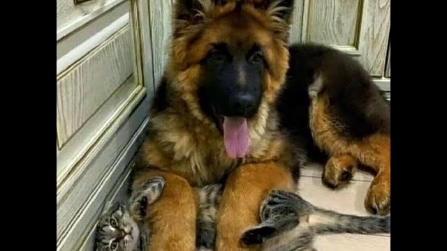 How to pacify a cat?! Funny videos with dogs, cats and kittens! How to pacify a cat?! Funny videos with dogs, cats and kittens!