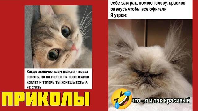 Держи хвост трубой! Мемы, которые заставят смеяться как в лучшие времена! картинки приколы Держи хвост трубой! Мемы, которые заставят смеяться как в лучшие времена! картинки приколы