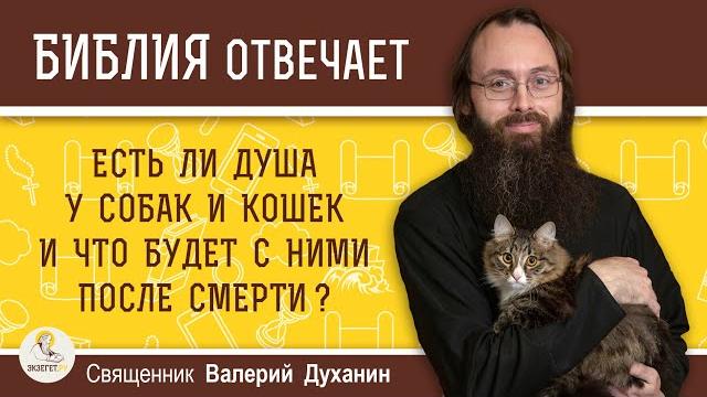 Есть ли душа у собак и кошек и что будет с ними после смерти ? Священник Валерий Духанин. Библия Есть ли душа у собак и кошек и что будет с ними после смерти ? Священник Валерий Духанин. Библия