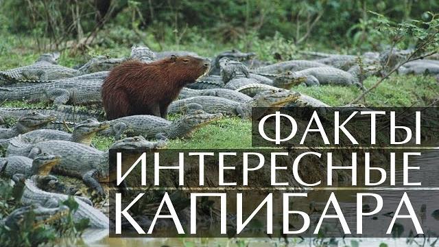 Капибара - интересные факты (Видео, Звуки, Фото) Капибара - интересные факты (Видео, Звуки, Фото)