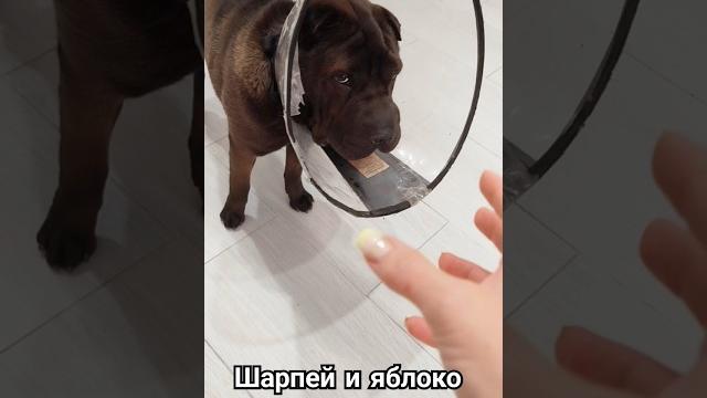 Не отдает #шарпей#яблоко#собака#смешной Не отдает #шарпей#яблоко#собака#смешной