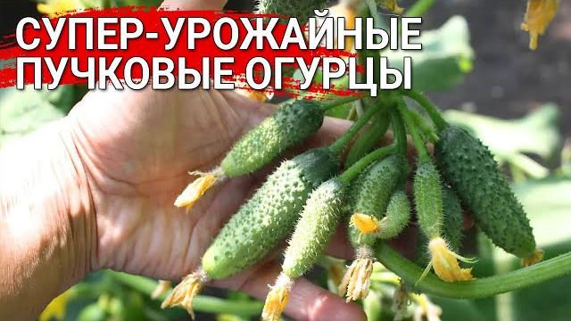 Супер-урожайные пучковые огурцы Супер-урожайные пучковые огурцы