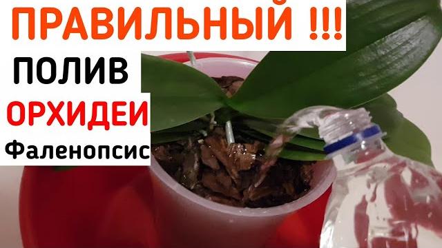 Как ПРАВИЛЬНО поливать ОРХИДЕИ | ПРАВИЛЬНЫЙ полив ОРХИДЕИ | как правильно полить орхидею | орхидея Как ПРАВИЛЬНО поливать ОРХИДЕИ | ПРАВИЛЬНЫЙ полив ОРХИДЕИ | как правильно полить орхидею | орхидея
