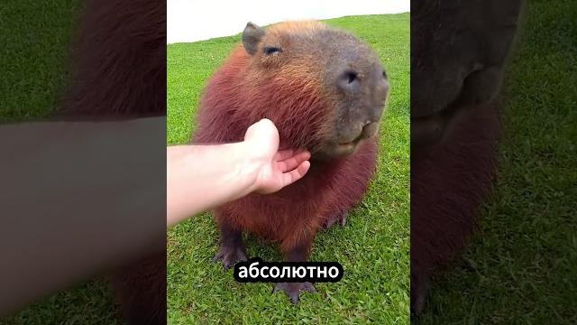Секреты крупнейшего грызуна в мире – капибары! #животные Секреты крупнейшего грызуна в мире – капибары! #животные
