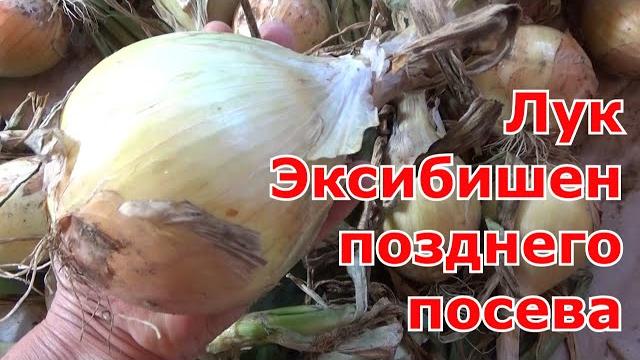 Результат выращенного лука Эксибишен с поздним посевом. Когда сеять лук Эксибишен на рассаду. Результат выращенного лука Эксибишен с поздним посевом. Когда сеять лук Эксибишен на рассаду.