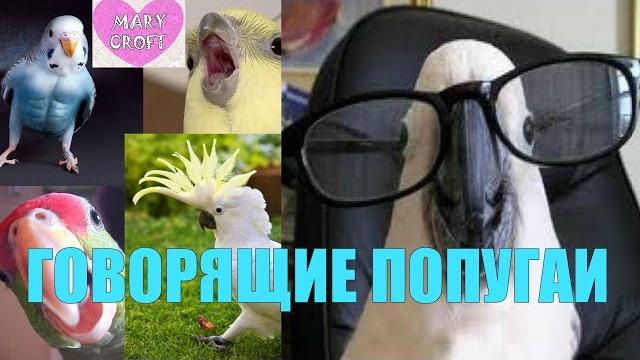 ГОВОРЯЩИЕ ПОПУГАИ / СМЕШНЫЕ ВИДЕО ГОВОРЯЩИЕ ПОПУГАИ / СМЕШНЫЕ ВИДЕО
