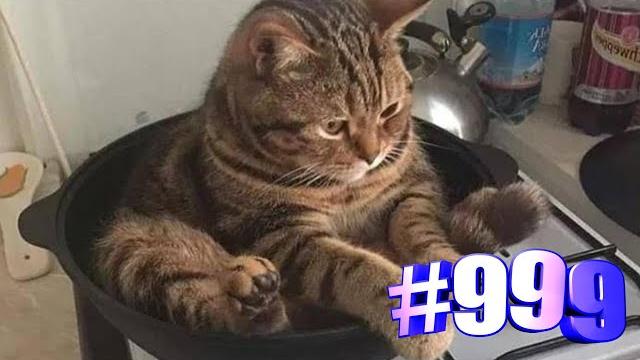 Без кота и жизнь не та #shorts Без кота и жизнь не та #shorts