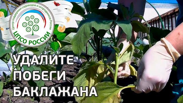 Формирование баклажанов. Выращиваем баклажаны. Формирование баклажанов. Выращиваем баклажаны.