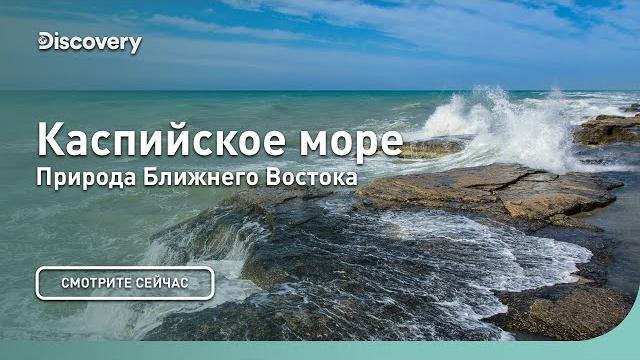 Каспийское море | Природа Ближнего Востока | Discovery Каспийское море | Природа Ближнего Востока | Discovery