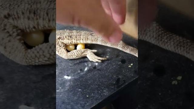 Small RESCUED BEARDED DRAGON LAYS EGGS!! #shorts Small RESCUED BEARDED DRAGON LAYS EGGS!! #shorts
