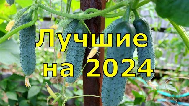 Выбрала 5 ЛУЧШИХ СОРТОВ ОГУРЦОВ и НОВИНКИ Выбрала 5 ЛУЧШИХ СОРТОВ ОГУРЦОВ и НОВИНКИ