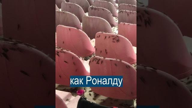Саранча слетелась посмотреть на Роналду Саранча слетелась посмотреть на Роналду