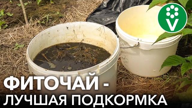 ЭТО УДОБРЕНИЕ ДАЖЕ ЛУЧШЕ БРОДИЛОВКИ! Без запаха, готово за 3 дня, подходит для всех культур ЭТО УДОБРЕНИЕ ДАЖЕ ЛУЧШЕ БРОДИЛОВКИ! Без запаха, готово за 3 дня, подходит для всех культур