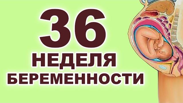 Что происходит с мамой и ребенком на 36 неделе беременности? 8 месяц беременности. Третий триместр. Что происходит с мамой и ребенком на 36 неделе беременности? 8 месяц беременности. Третий триместр.