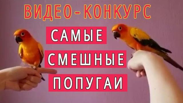 САМЫЕ СМЕШНЫЕ ПОПУГАИ | ВИДЕО КОНКУРС | ВЫПУСК 2 САМЫЕ СМЕШНЫЕ ПОПУГАИ | ВИДЕО КОНКУРС | ВЫПУСК 2