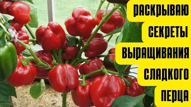 Выращивание сладкого перца от А до Я Выращивание сладкого перца от А до Я