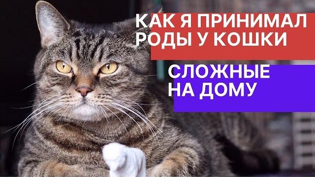 Как я принимал роды у кошки на дому Как я принимал роды у кошки на дому