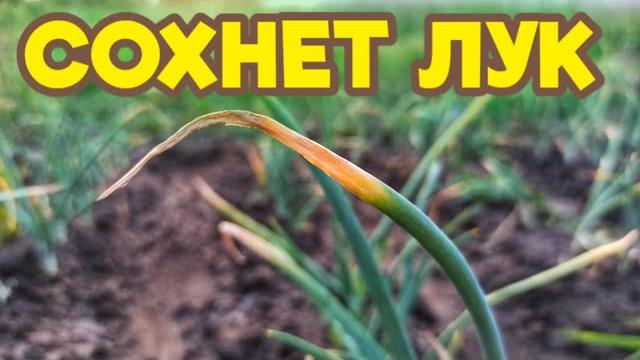 ЧТО ДЕЛАТЬ, ЕСЛИ ЖЕЛТЕЮТ И СОХНУТ ПЕРЬЯ ЛУКА? ЧТО ДЕЛАТЬ, ЕСЛИ ЖЕЛТЕЮТ И СОХНУТ ПЕРЬЯ ЛУКА?