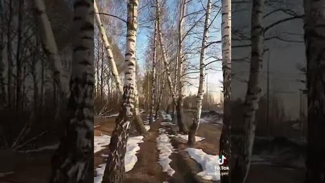 От чего так в России берёзы шумят От чего так в России берёзы шумят