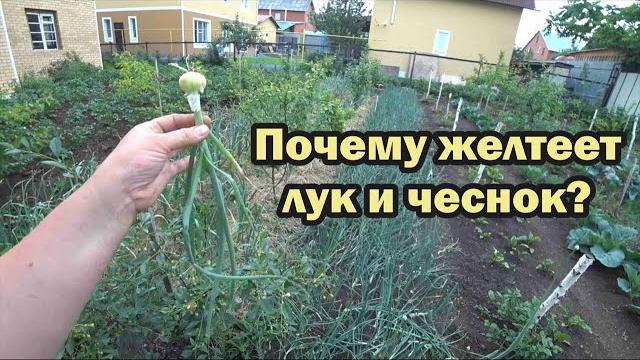 Из-за чего желтеет лук и чеснок? Из-за чего желтеет лук и чеснок?