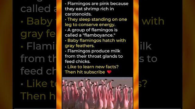 Flamingo Mysteries? Flamingo Mysteries?