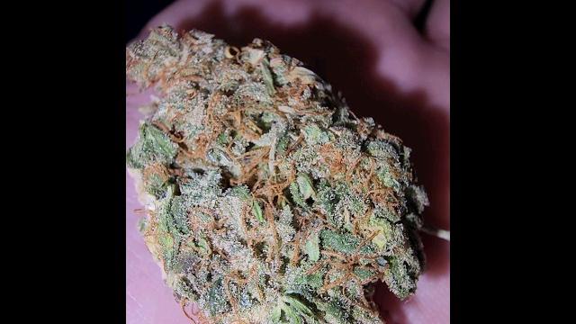Opium Auto is Cured #shorts Opium Auto is Cured #shorts