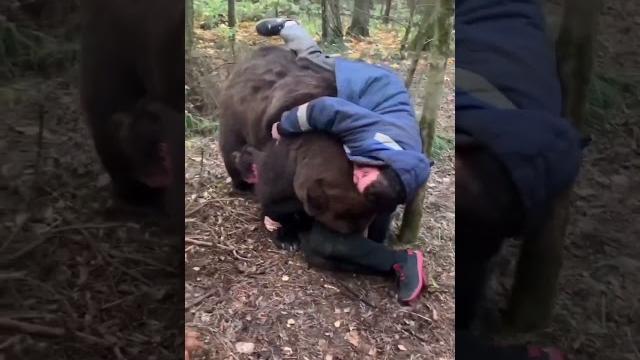 Brown Grizzly Bear playing with humans Brown Grizzly Bear playing with humans