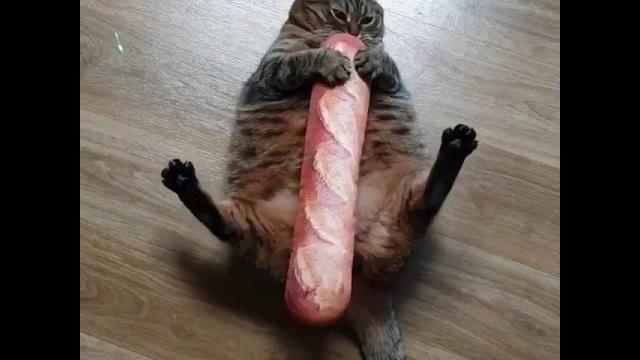 Fat ass cat eating bread Fat ass cat eating bread