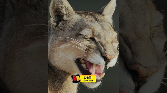 Мама ищет потерянных котят #животные #звери #природа Мама ищет потерянных котят #животные #звери #природа