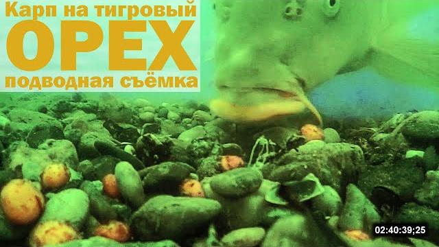 Карп на тигровый орех подводная съёмка Карп на тигровый орех подводная съёмка