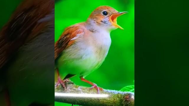 4k Video | UHD 4k Video | UHD