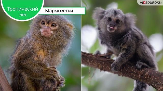 Животный мир тропических лесов Животный мир тропических лесов