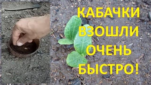 Теперь всегда так буду сажать кабачки! Как посадить кабачки цукини. Выращивание цукини. Теперь всегда так буду сажать кабачки! Как посадить кабачки цукини. Выращивание цукини.