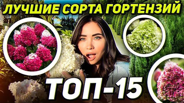 15 САМЫХ ЛУЧШИХ СОРТОВ ГОРТЕНЗИИ МЕТЕЛЬЧАТОЙ 15 САМЫХ ЛУЧШИХ СОРТОВ ГОРТЕНЗИИ МЕТЕЛЬЧАТОЙ