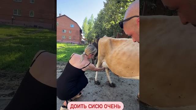 Как доить корову? #shorts Лиса рулит Как доить корову? #shorts Лиса рулит