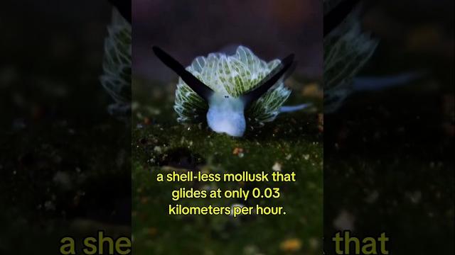 Speed Isn’t Everything: Top 5 Slowest Animals in the World #shorts #feedshorts #animals #wildlife Speed Isn’t Everything: Top 5 Slowest Animals in the World #shorts #feedshorts #animals #wildlife