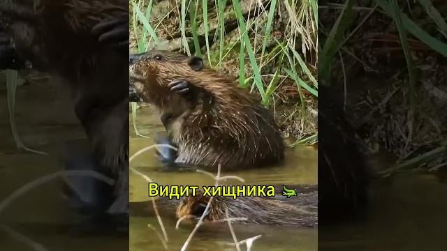 Зачем бобрам хвост #факты #животные #shorts Зачем бобрам хвост #факты #животные #shorts