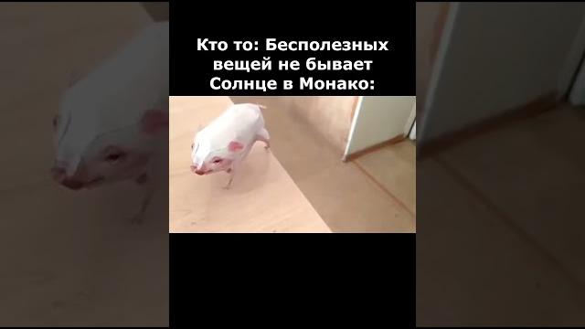 Зачем мне Солнце в Монако? #мем #жиза #прикол Зачем мне Солнце в Монако? #мем #жиза #прикол