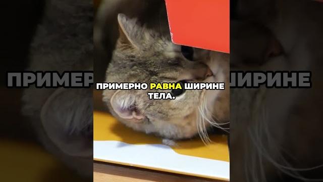 Факт №11. Зачем кошке усы? #cat #catshorts Факт №11. Зачем кошке усы? #cat #catshorts