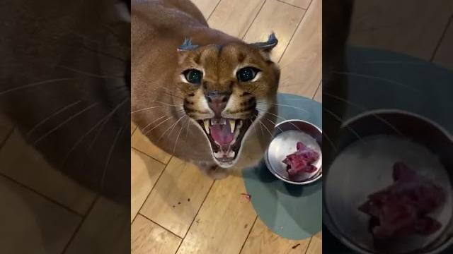 Hungry Floppa Hungry Floppa