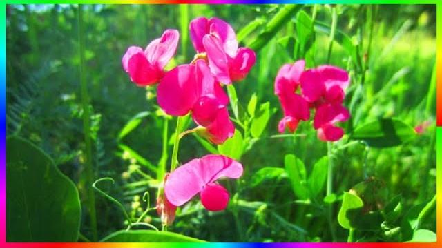 Природа родного края Полевые цветы Видео релакс Природа родного края Полевые цветы Видео релакс