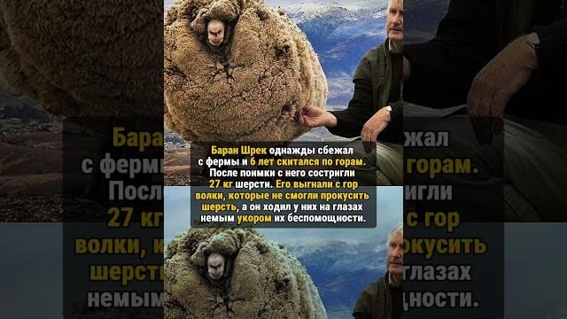 БАРАН ШРЕК! #историяизжизни #редкие #история БАРАН ШРЕК! #историяизжизни #редкие #история