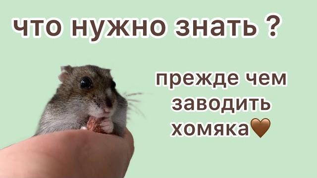 Что нужно знать прежде чем заводить хомяка? Что нужно знать прежде чем заводить хомяка?