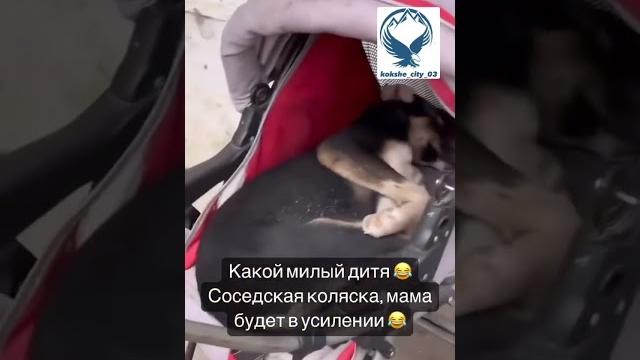 #прикол #приколы #смешно #смешное #смешноевидео #смешныевидео #смех #собака #собаки #дети #детки #мы #прикол #приколы #смешно #смешное #смешноевидео #смешныевидео #смех #собака #собаки #дети #детки #мы