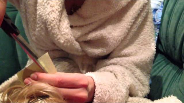Клеим уши йорку Клеим уши йорку