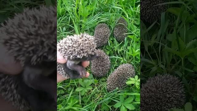 Семейство ёжиков в нашем саду. Гости на радость. #shorts #ежики #ёж #гости #всаду #дома #radima_tv Семейство ёжиков в нашем саду. Гости на радость. #shorts #ежики #ёж #гости #всаду #дома #radima_tv