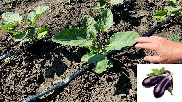 БАКЛАЖАНЫ. НУЖНО ЛИ ПАСЫНКОВАТЬ. КАК ФОРМИРОВАТЬ БАКЛАЖАНЫ. НУЖНО ЛИ ПАСЫНКОВАТЬ. КАК ФОРМИРОВАТЬ
