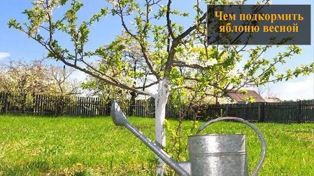 Подкормка яблонь весной Подкормка яблонь весной